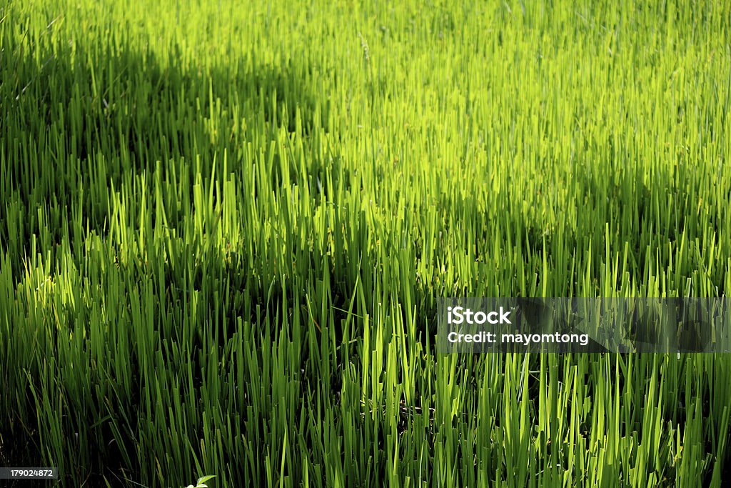 Farm - Royalty-free Agricultura Foto de stock