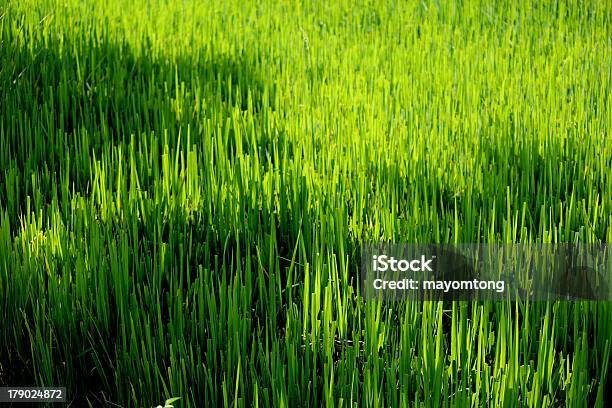 Farm - Fotografias de stock e mais imagens de Agricultura - Agricultura, Ajardinado, Ao Ar Livre