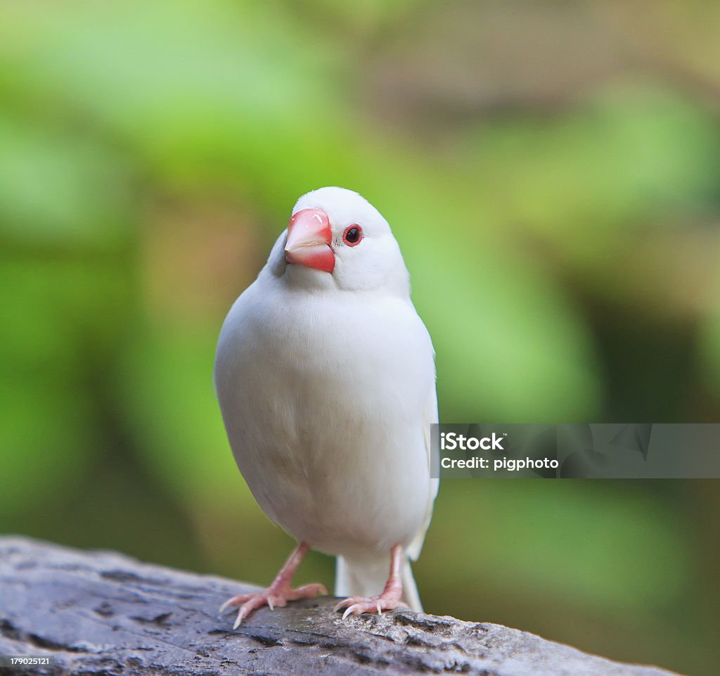 Małe ptaków - Zbiór zdjęć royalty-free (Bezpieczeństwo)