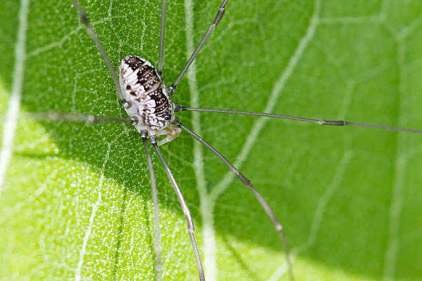 Harvestman stock photo