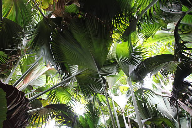 Tropical Virgin Forest, Vallée de Mai, Praslin Island, Seychelles In the Vallée de Mai virgin forest on Praslin Island, Seychelles, Indian Ocean, Africa grow Deckenia nobilis, Phoenicophorium borsigianum, Verschaffeltia splendida, Nephrosperma vanhoutteanum, Roscheria melanochaetes, Pandanus screw palm, Chrysobalanus icaco also known as e.g. latanier palm, thief palm millionaire's salad, or stilt palm. chrysobalanaceae stock pictures, royalty-free photos & images