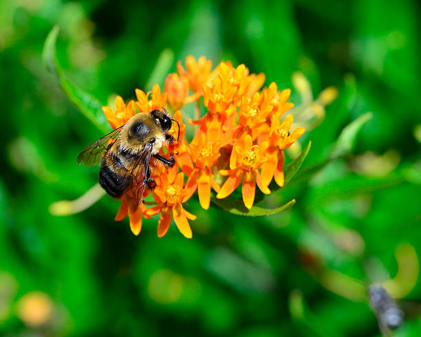 Bumblebee in Summer stock photo