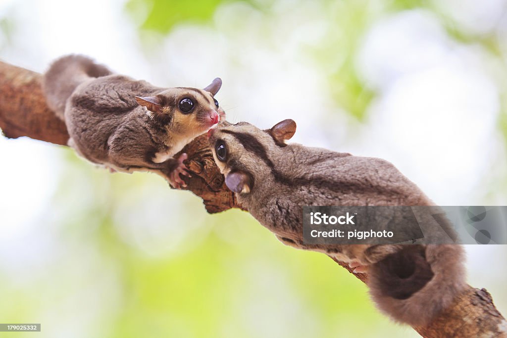 Petauro dello zucchero - Foto stock royalty-free di Australia