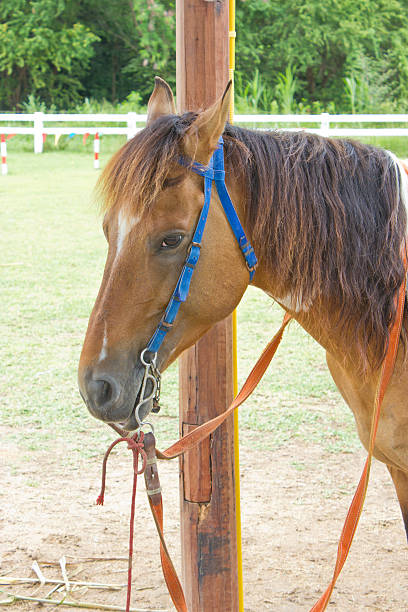 istock Close up of horse's head. 179025343