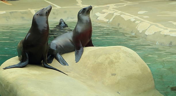 Sea lions stock photo