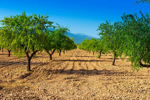 Almond trees in Granada, Andalusia stock photo