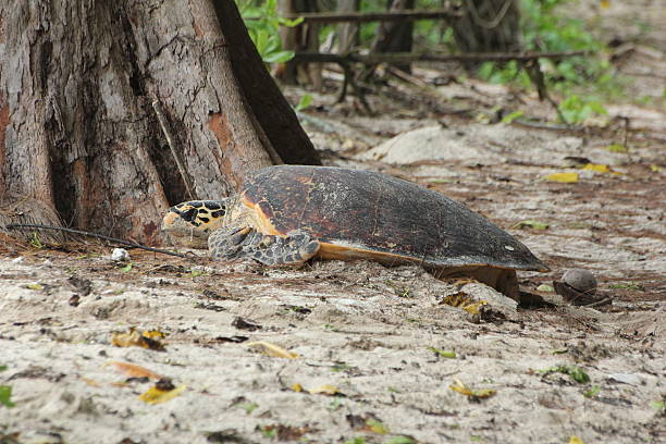 istock Hawksbill Turtle Nesting on Cousin Island, Seychelles, Indian Ocean, Africa 179025534