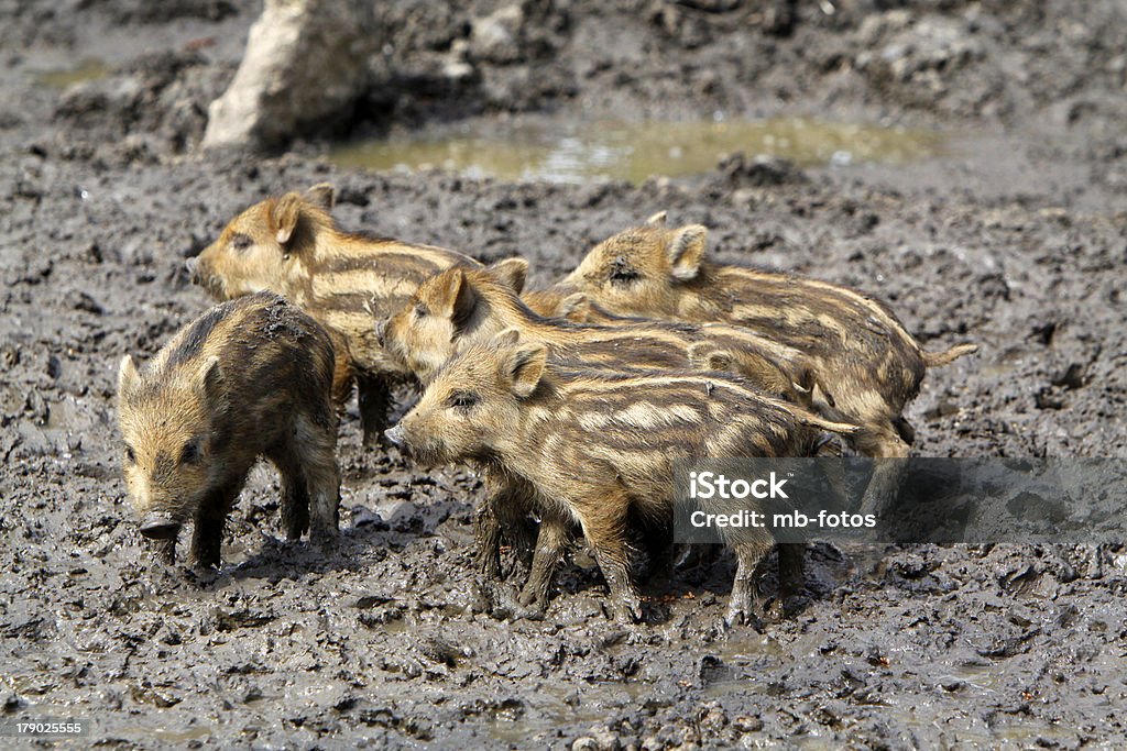 Jabalí cochinillos - Foto de stock de Animal libre de derechos