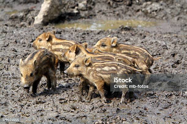 Jabalí Cochinillos Foto de stock y más banco de imágenes de Animal - Animal, Animal joven, Animales salvajes