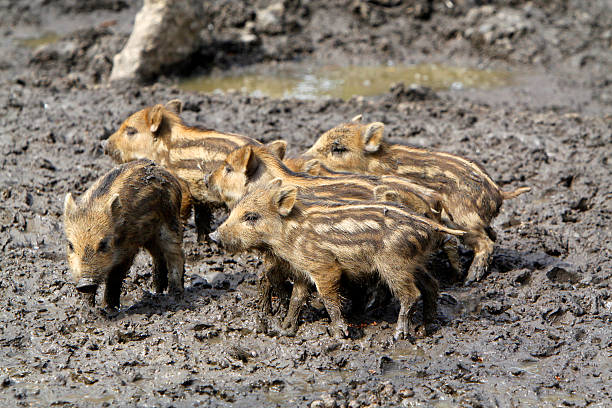 wild boar piglets - foto’s van aarde stockfoto's en -beelden