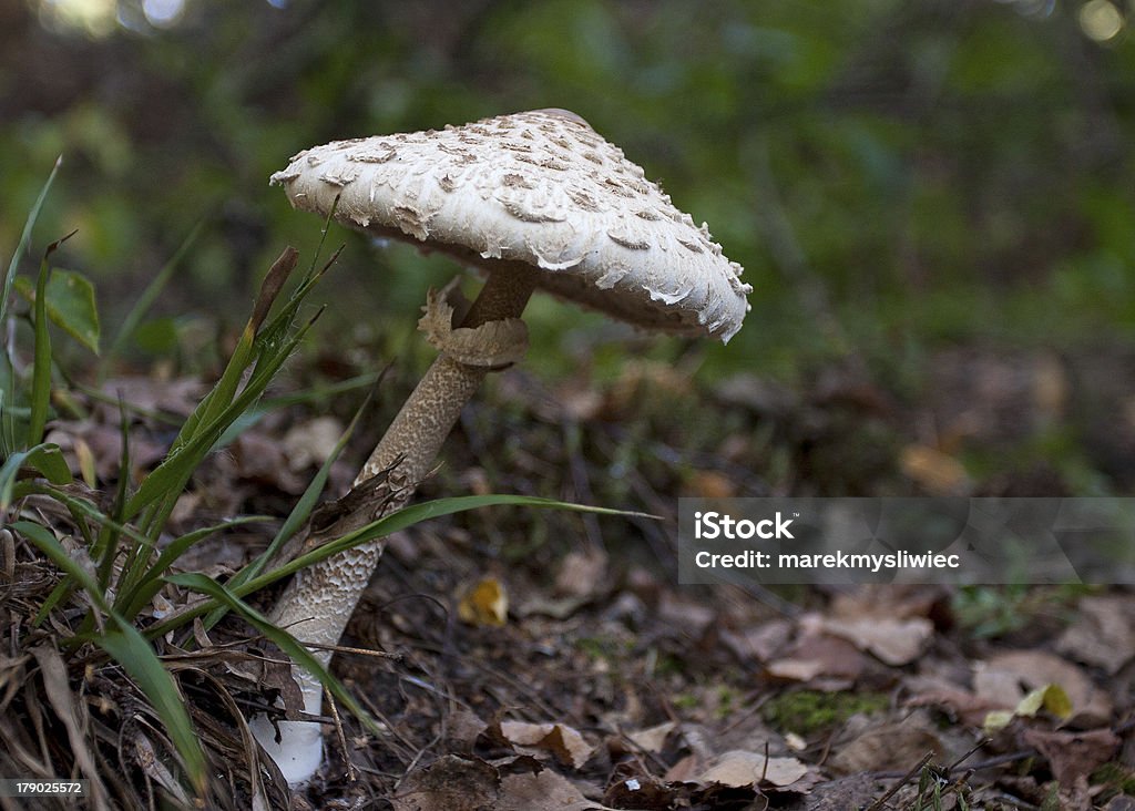 mushroom in the grass mushroom in the grass. In the forest. Autumn Stock Photo