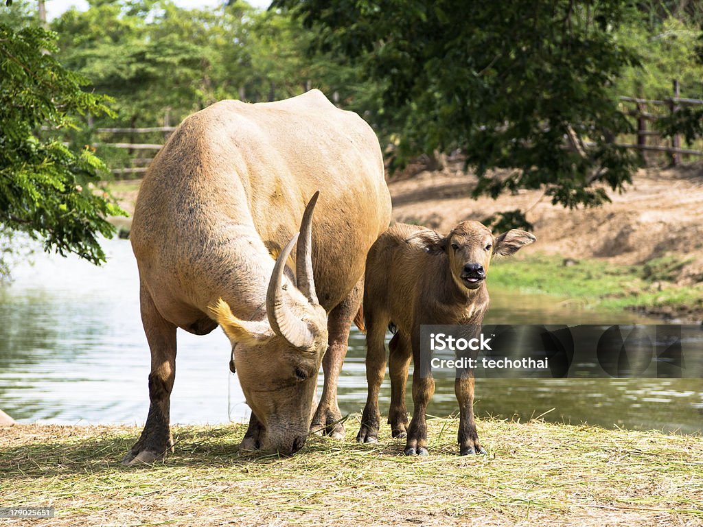 Buffalo - Royalty-free Animal Foto de stock