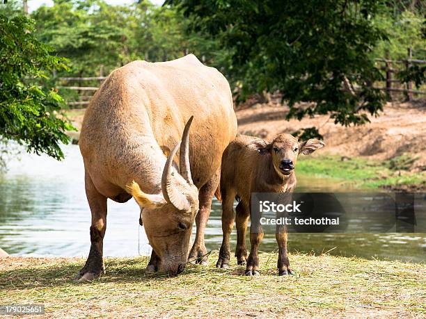 Buffalo - Fotografias de stock e mais imagens de Animal - Animal, Animal Doméstico, Animal recém-nascido