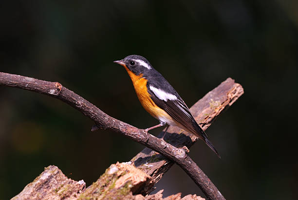 istock male mugimaki flycatcher 179025730