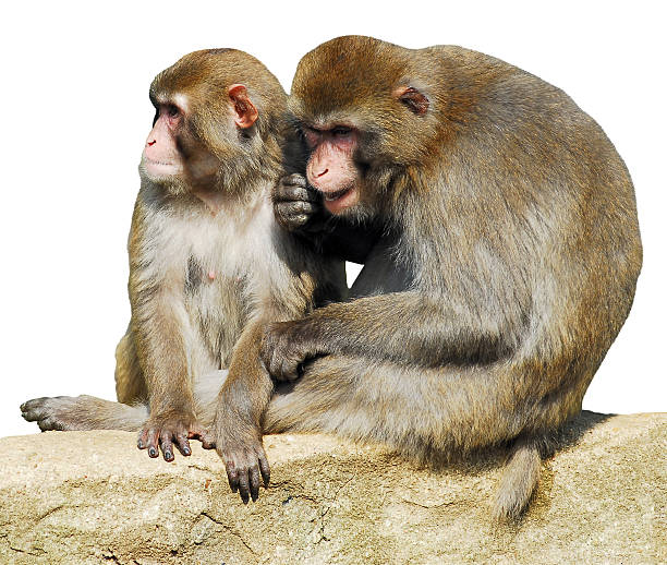 macaques japonés aislado - japanese macaque monkey isolated on white macaque fotografías e imágenes de stock