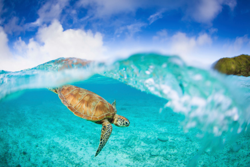 A Sea Turtle on Zamami island, Okinawa enjoying an early morning swim in clear waters on a warm sunny day.