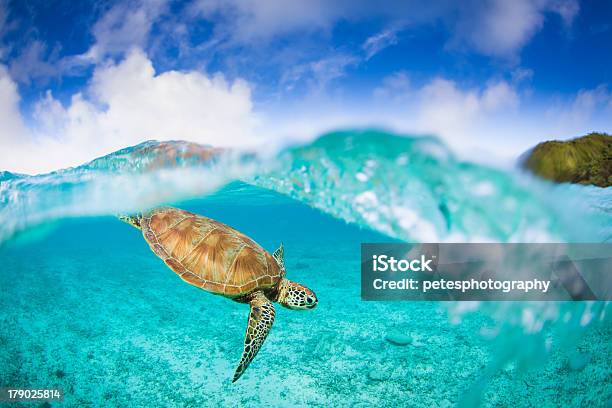 Zamami Island Sea Turtle Stock Photo - Download Image Now - Sea Turtle, Sea, Clean