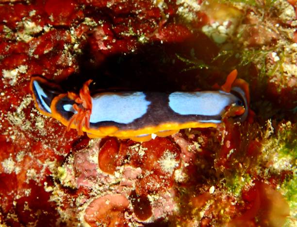 istock Western Australia Chromodorid Nudibranch 1790258175