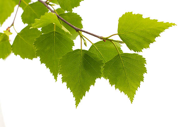 istock Birch leaves of the tree. 179025857