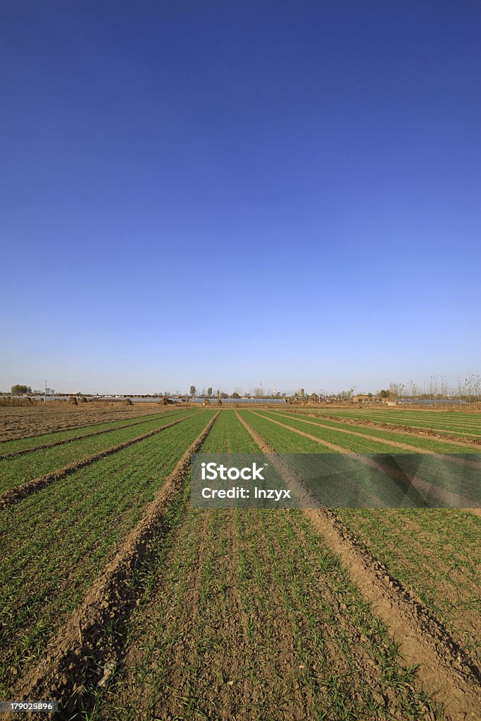 小麦のフィールドの青い空の下 - まぶしいのロイヤリティフリーストックフォト