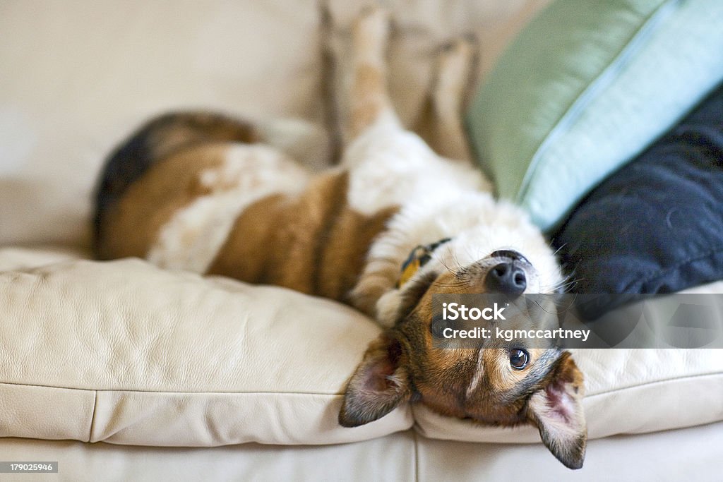 Upside Down Dog An adorable canine lounging around like they always do. Indoors Stock Photo