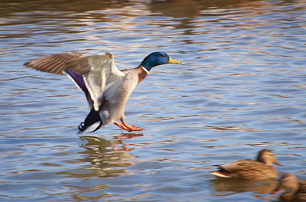 istock drake landing on water 179026020