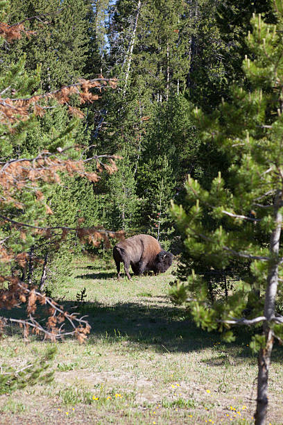 Bison at Yellowstone National Park stock photo