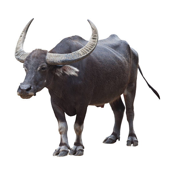Buffalo with beautiful horn isolated stock photo
