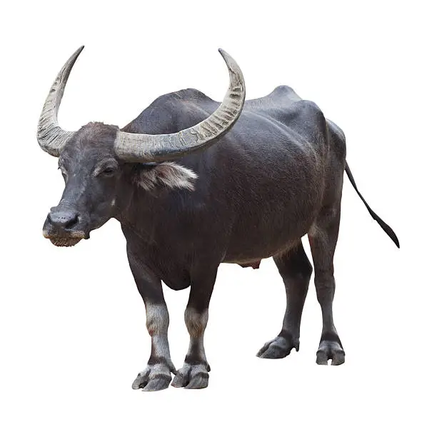 Photo of Buffalo with beautiful horn isolated