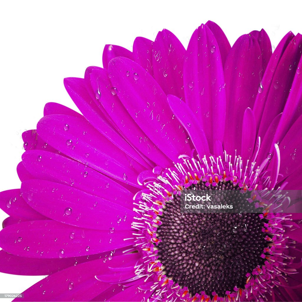 Fiori di Gerbera - Foto stock royalty-free di Botanica