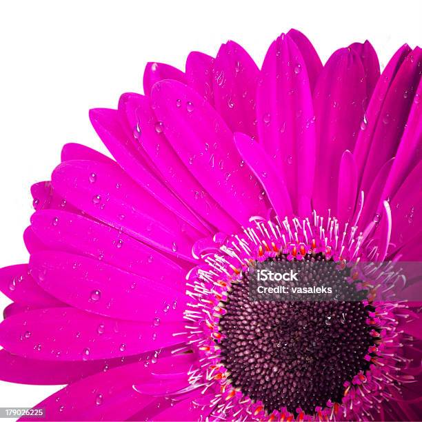 Gerbera Kwiaty - zdjęcia stockowe i więcej obrazów Bez ludzi - Bez ludzi, Botanika, Bukiet
