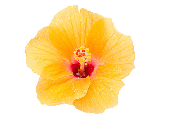 close up Hibicus fiore (messa a fuoco differenziale al polline) - foto stock