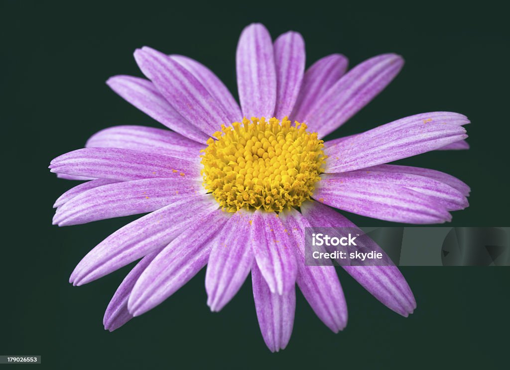 Aster - Zbiór zdjęć royalty-free (Aster)