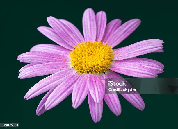 Aster - zdjęcia stockowe i więcej obrazów Aster - Aster, Bez ludzi, Chlorofil