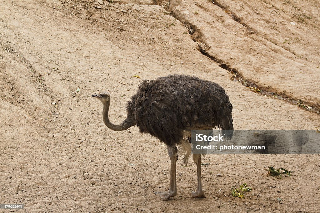 ostrich in the zoo. Africa Stock Photo