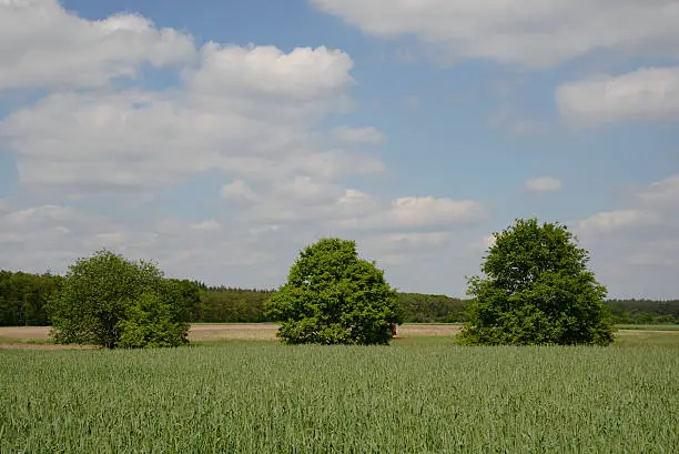 Trees at a grainfield