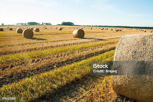 Bele Słomy - zdjęcia stockowe i więcej obrazów Balot - Balot, Bez ludzi, Drzewo