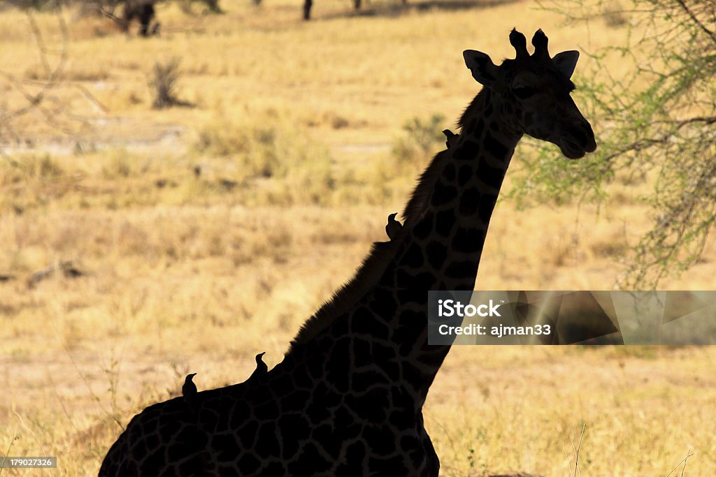 żyrafa - Zbiór zdjęć royalty-free (Afryka)