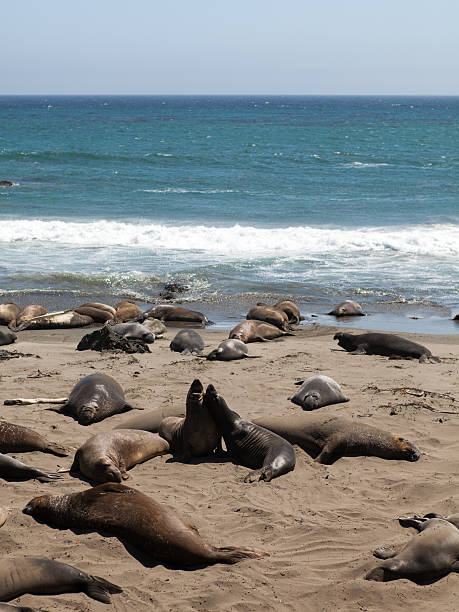 Sea lions at california coast stock photo