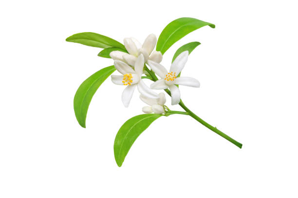 istock White orange tree flowers, buds and leaves branch isolated on white 1790273882