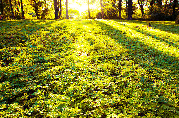 istock Forest in the morning with sunrays 179027526