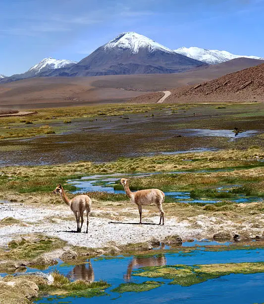 Photo of Vicuñas graze in the Atacama, Volcanoes Licancabur and Juriques. Chile-Argentina-Bolivia