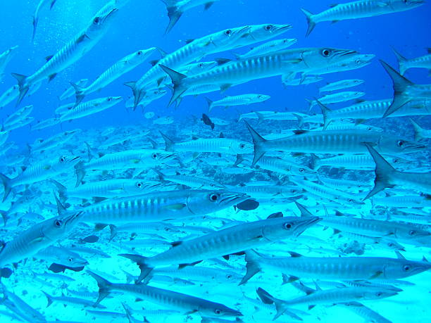 学校のバラクーダス - fish barracuda underwater circle ストックフォトと画像