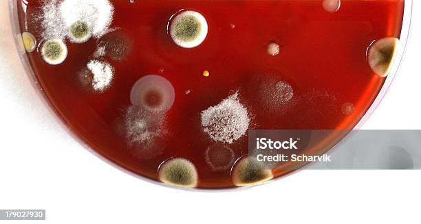 Moho Foto de stock y más banco de imágenes de Agar-agar - Agar-agar, Célula, Fotografía - Imágenes