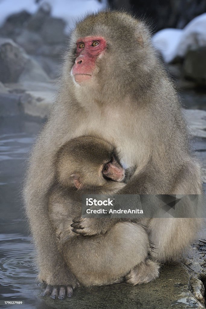 Macaco japonés - Foto de stock de Familia de animal libre de derechos