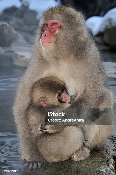 Macaco Japonés Foto de stock y más banco de imágenes de Familia de animal - Familia de animal, Macaco japonés, Agua