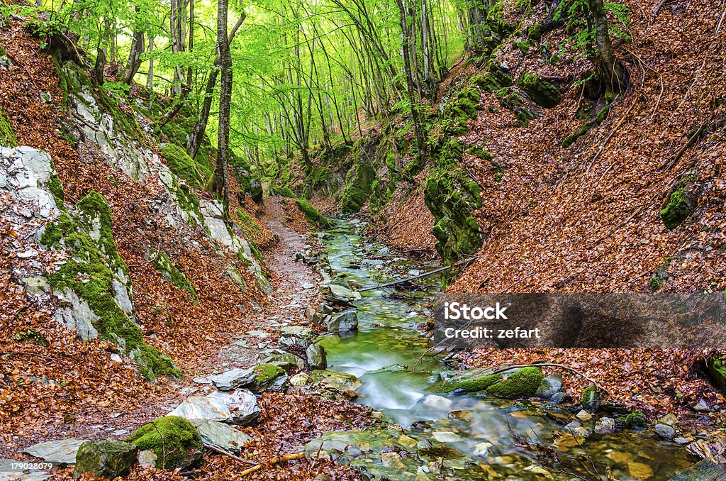 Hermosa naturaleza composición de la selva tropical, corriente, Macedonia - Foto de stock de Agua libre de derechos