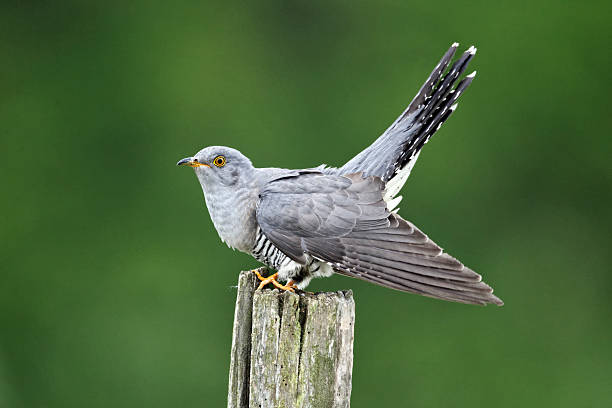 Cuckoo, Cuculus canorus Cuckoo, Cuculus canorus, single bird on post, Midlands, April 2011 british birds stock pictures, royalty-free photos & images