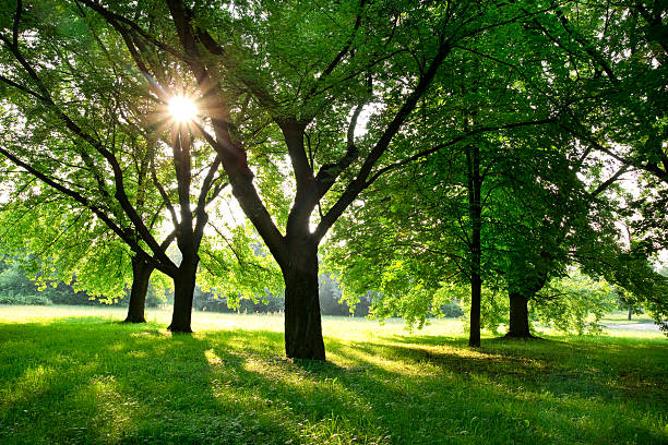 istock morning sun in the park 179028274
