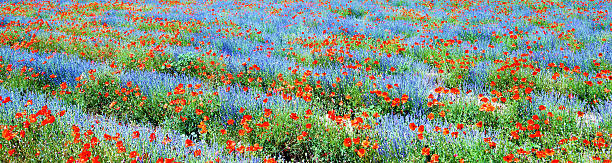 Panoramic view, field of violet lavender and red poppy flowers